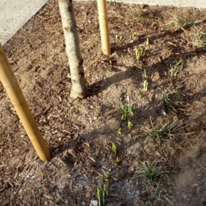 First signs of spring! - Inhabited Kitchen