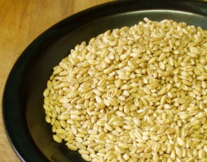 Whole grains of wheat - www.inhabitedkitchen.com