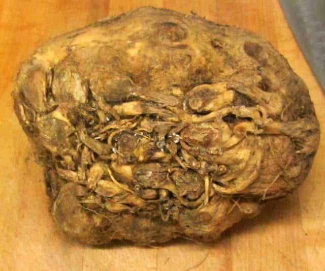 Celeriac, or Celery Root 