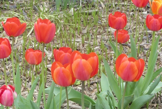 Tulips www.inhabitedkitchen.com