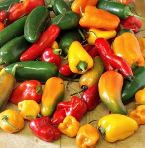 Peppers and more peppers - CSA - www.inhabitedkitchen.com