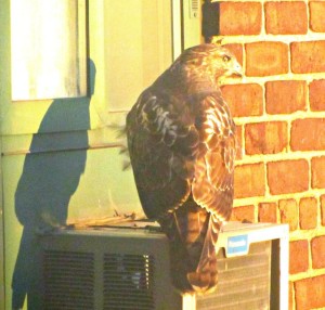 Red Tailed Hawk - WIAW 76 - www.inhabitedkitchen.com