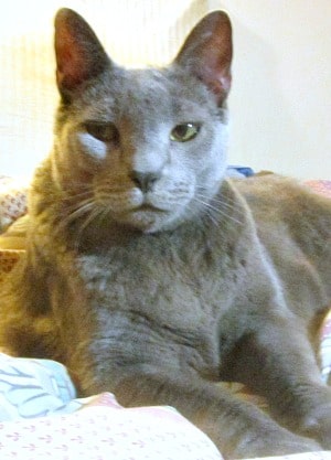 Zane, the Big Cat