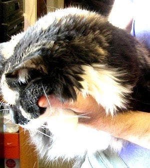 Jirra the Fluffy Cat