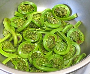 Fiddleheads - the edible and delicious unopened fronds of a wild fern. Harvested for a few short weeks in late Spring, they are sold in farmer's markets.