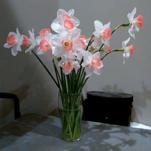 Vase of daffodills.