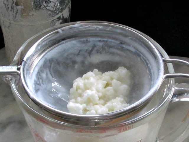 Drained kefir grains in strainer